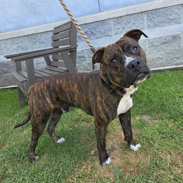A young large-sized male Pit Bull Terrier dog named Corbin for adoption in Long Beach, CA