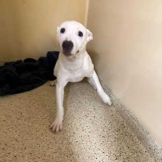 A baby small-sized male White / Cream American Staffordshire Terrier dog named Polar for adoption in San Antonio, TX