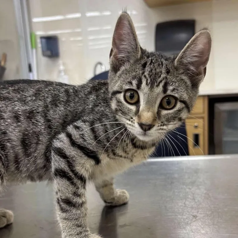 A baby small-sized female Brown / Chocolate Domestic Short Hair cat named Ainsley for adoption in Woodbury, NJ