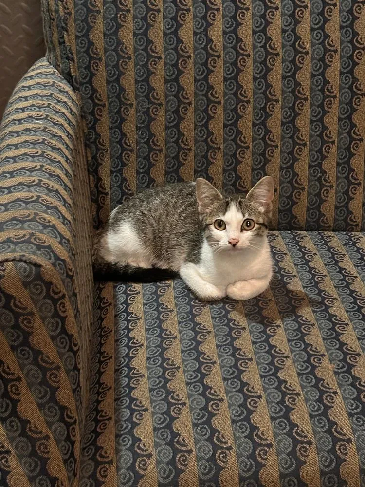 A baby small-sized female Domestic Short Hair cat named Shoshone Washington for adoption in Peoria, IL