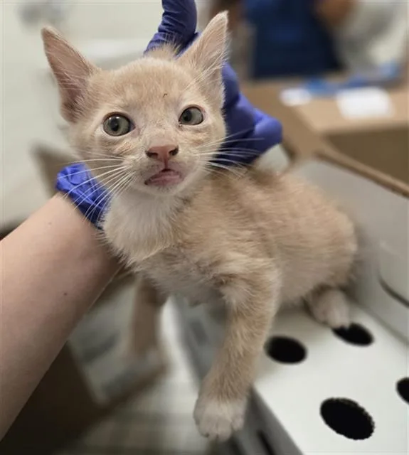 A baby medium-sized male Domestic Short Hair cat named Alexander for adoption in Dallas, TX