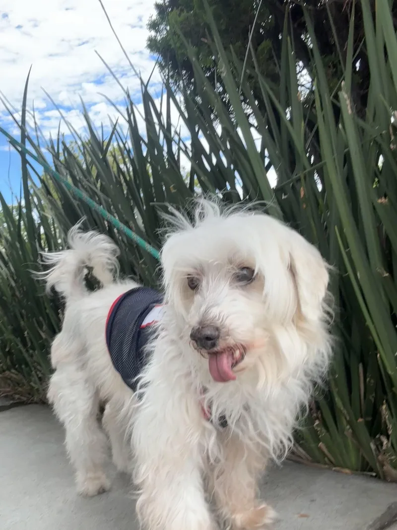 A senior small-sized male Havanese dog named Lucky for adoption in San Jose, CA