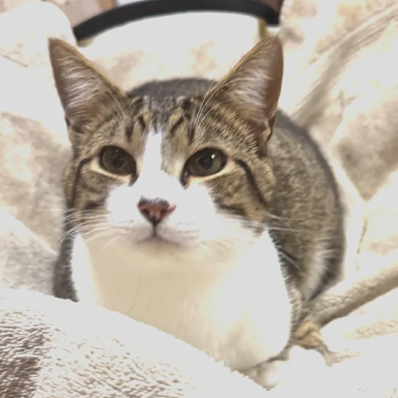 A young small-sized male Brown / Chocolate Domestic Short Hair cat named Sky Mccarthy for adoption in Merrifield, VA