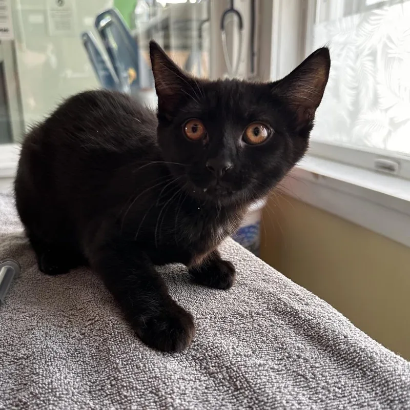 A baby small-sized male Black Domestic Short Hair cat named Donald for adoption in East Smithfield , PA