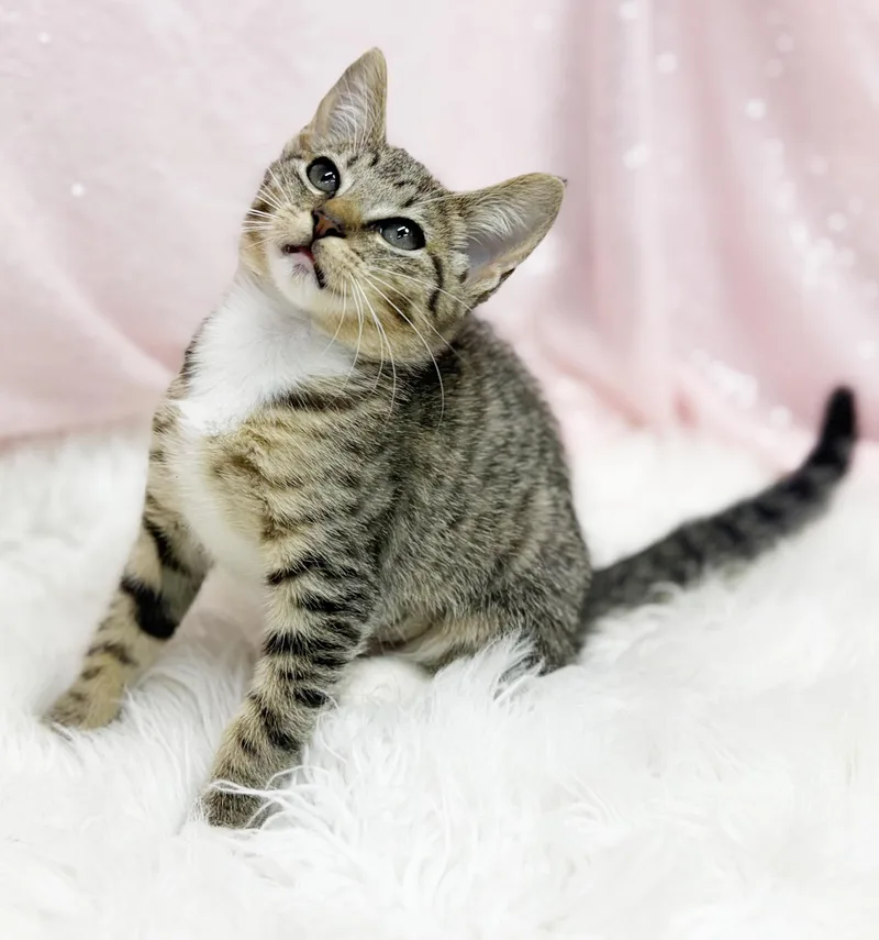 A baby small-sized female Tabby (Leopard / Spotted) Tabby cat named Dove  she's a for adoption in Bedford Hills, NY