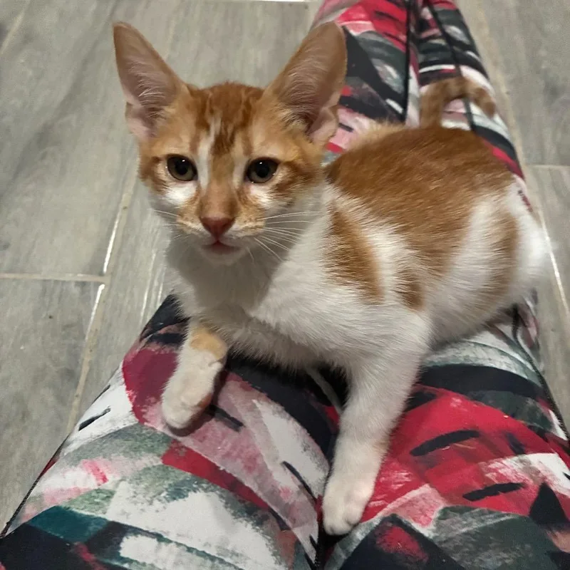 A baby small-sized male Orange / Red Domestic Short Hair cat named Meowstard for adoption in Bulverde, TX