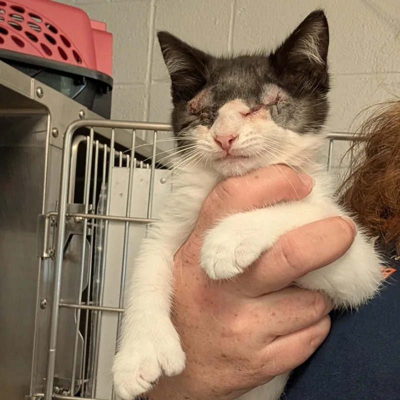 A baby small-sized male Black Domestic Short Hair cat named Edgar Allen Paw for adoption in Birdsboro, PA