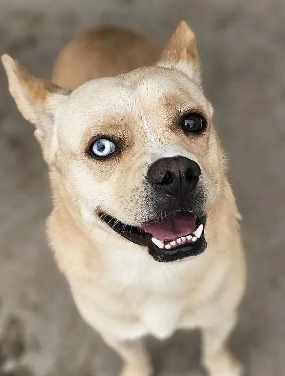 A young small-sized male French Bulldog dog named Elliott for adoption in Draper, UT