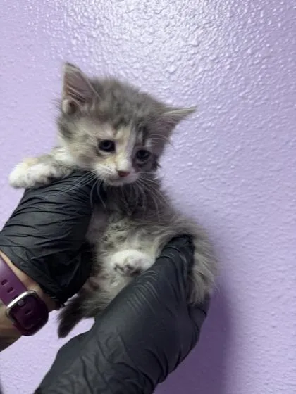 A baby small-sized female Gray / Blue / Silver Domestic Short Hair cat named 61051562 for adoption in El Paso, TX
