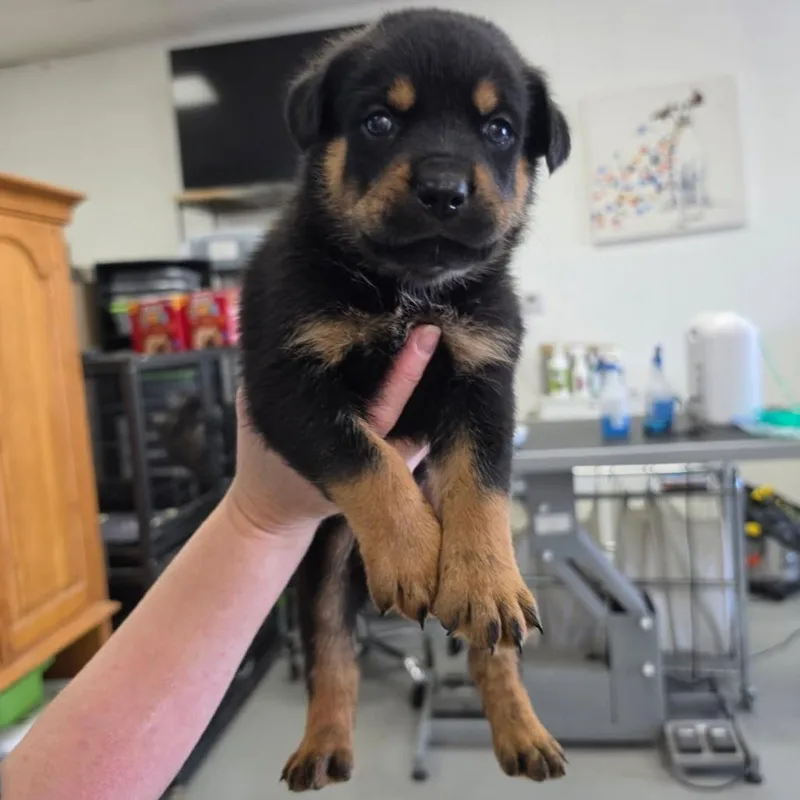 A baby large-sized male Black Rottweiler dog named Kash for adoption in Phoenix, AZ