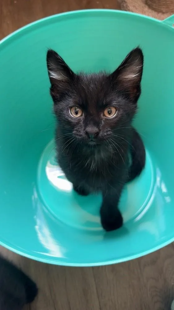 A baby medium-sized male Black Domestic Short Hair cat named Bowie for adoption in Mason City, IA