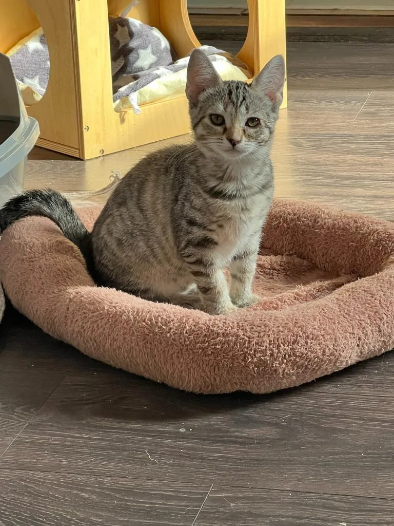 A baby small-sized female Domestic Short Hair cat named Loki for adoption in Lunenburg, MA