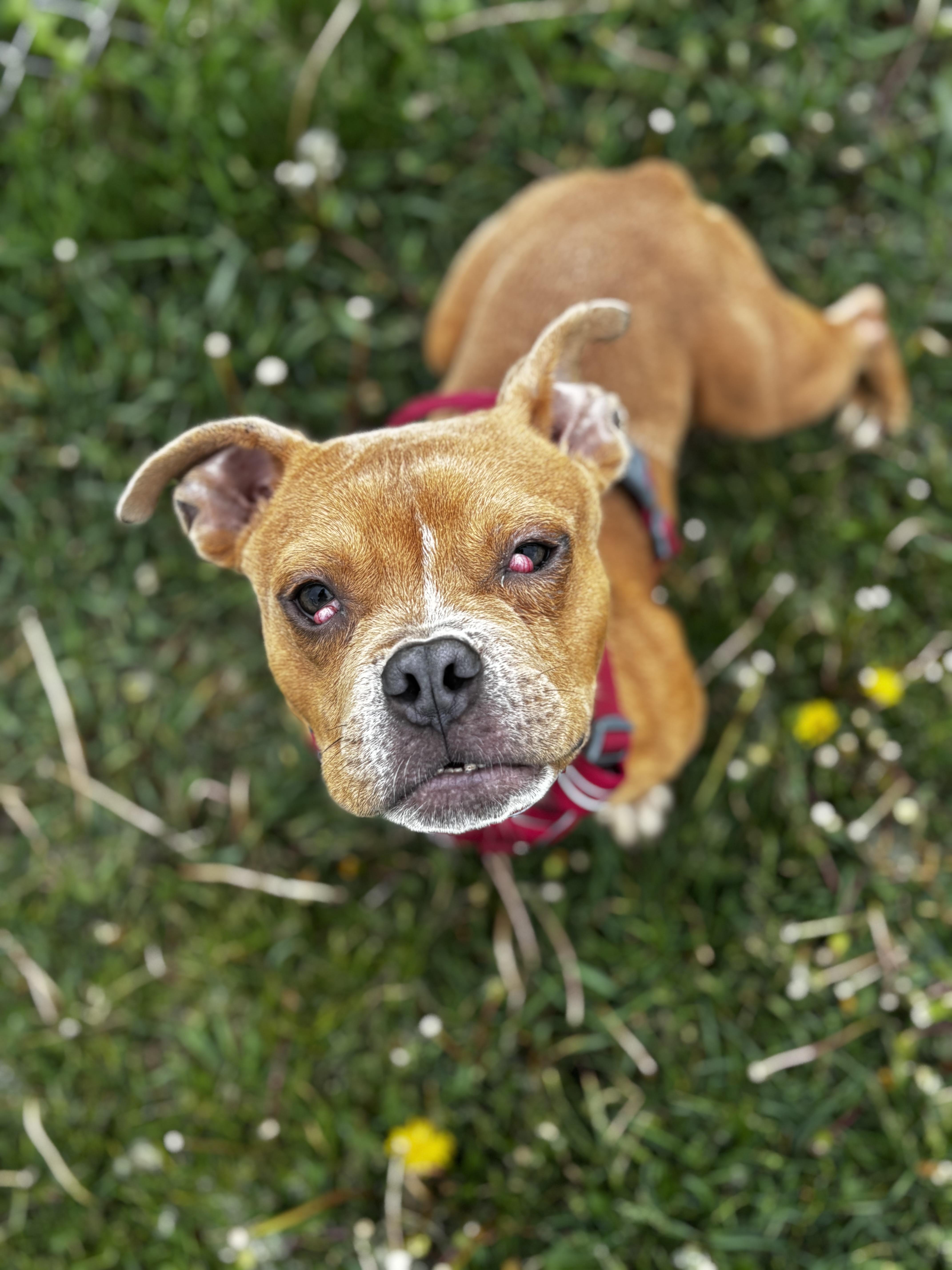 A young small-sized male Yellow / Tan / Blond / Fawn American Bully dog named Lil Budda for adoption in Dodgeville, WI