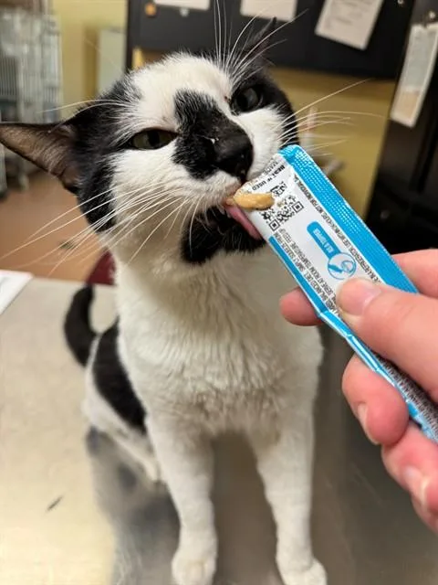 Lord Whiskerton