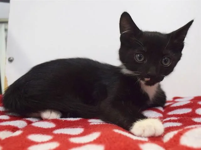 A baby small-sized female Domestic Short Hair cat named Shantrice for adoption in Sacramento, CA