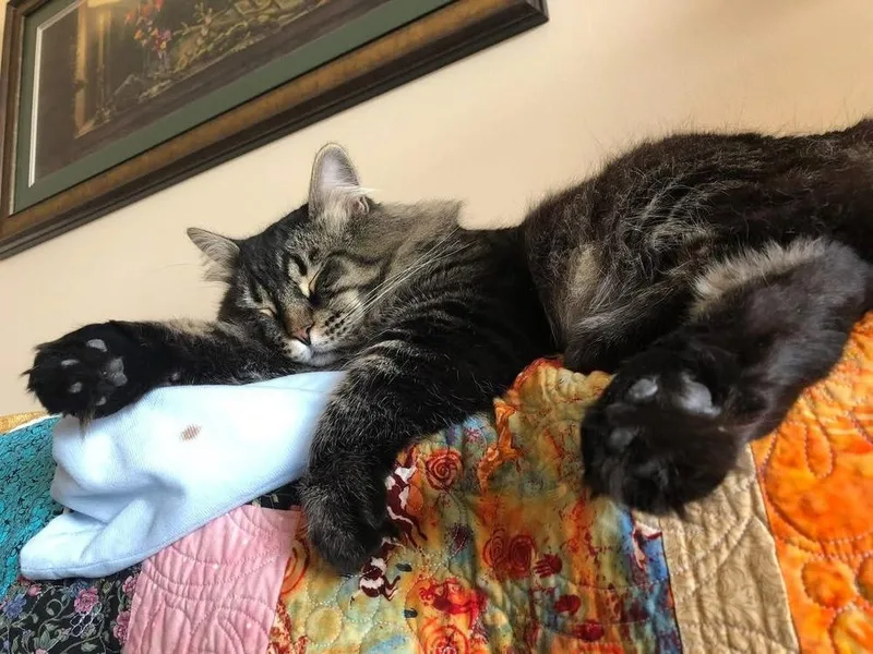 A senior large-sized male Domestic Short Hair cat named Teddy for adoption in Lafayette, CO