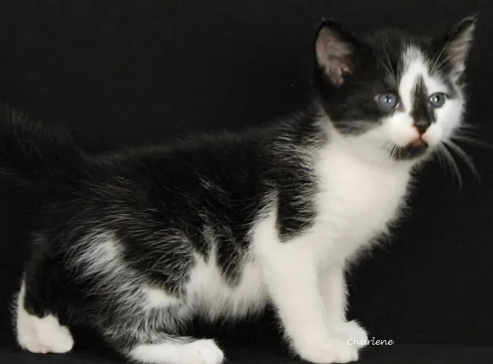 A baby medium-sized male Black Domestic Short Hair cat named Phantom for adoption in Newland, NC