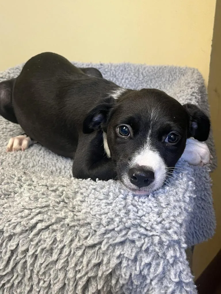 A baby medium-sized male Mixed Breed dog named Paxton โ
for adoption in Florence, SC