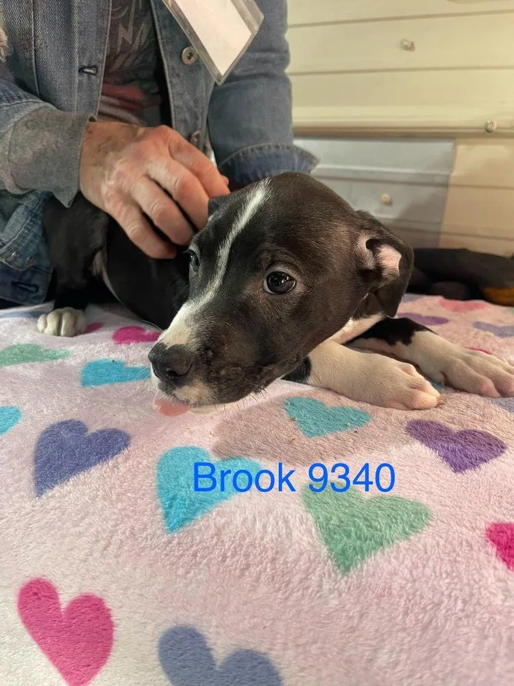 An adult medium-sized male Tricolor (Brown, Black, & White) Labrador Retriever dog named Rook AKA D pup for adoption in Warrenton, MO