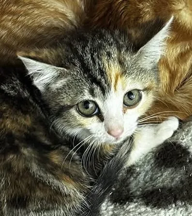 A baby medium-sized female Calico Domestic Short Hair cat named Mimosa for adoption in Hudson, NY