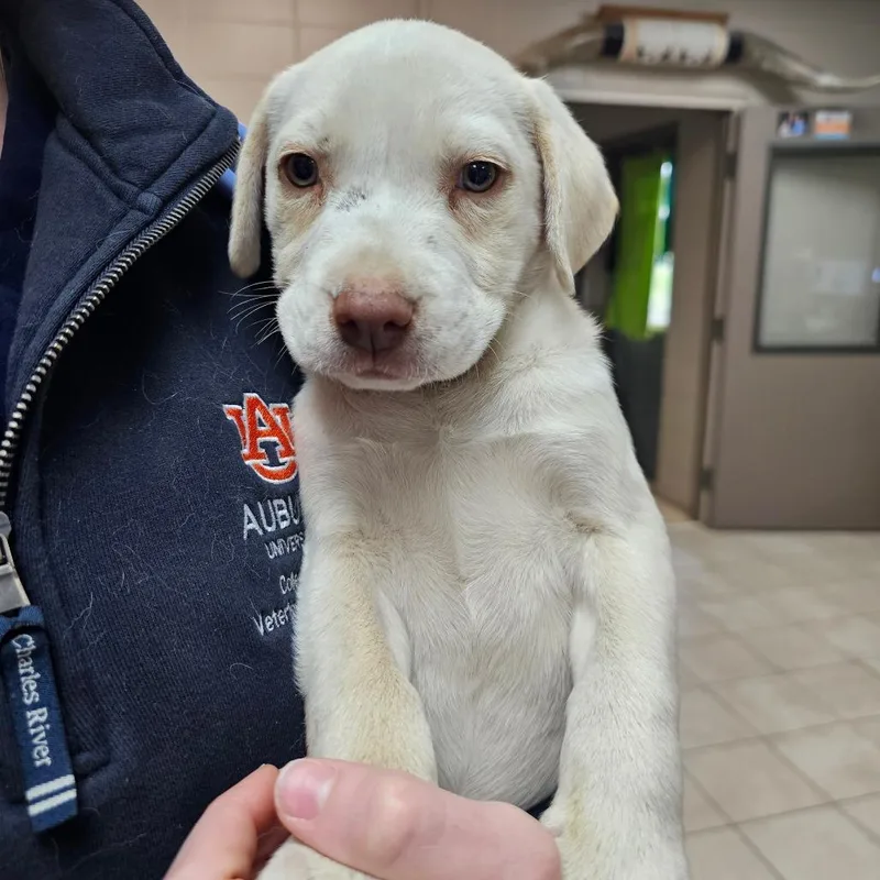 A baby small-sized male Yellow / Tan / Blond / Fawn Yellow Labrador Retriever dog named Maverick for adoption in Pulaski, TN