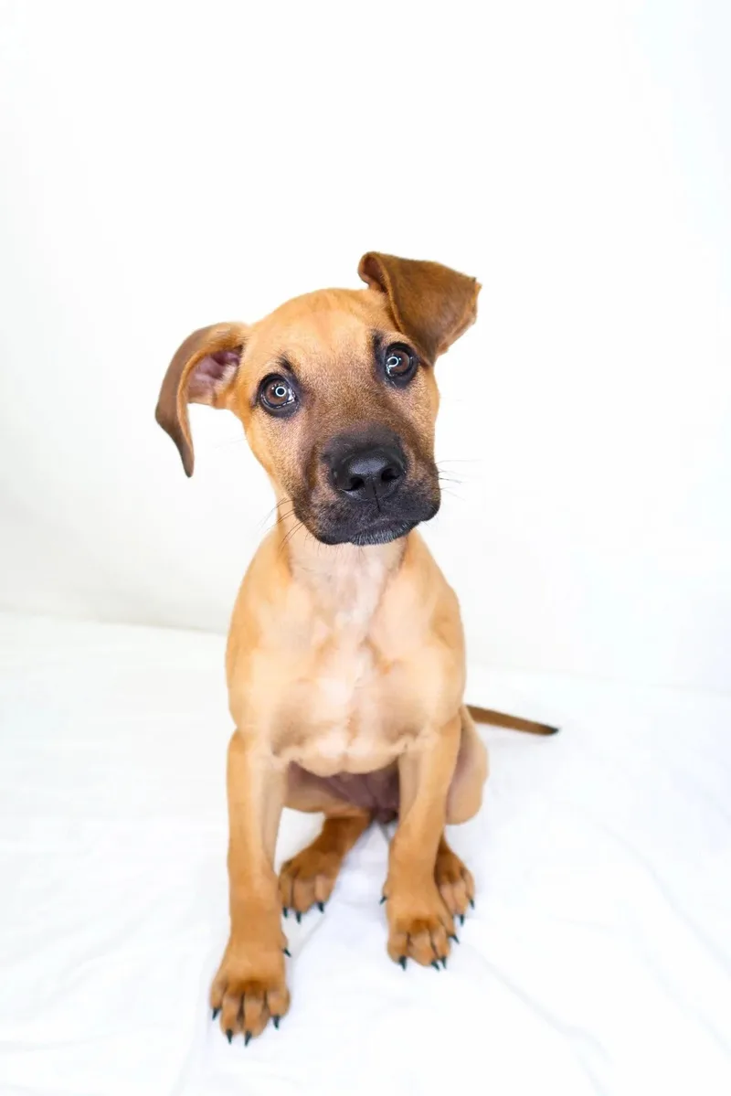 A baby medium-sized female Brown / Chocolate Pit Bull Terrier dog named Kahlia for adoption in Bixby, OK