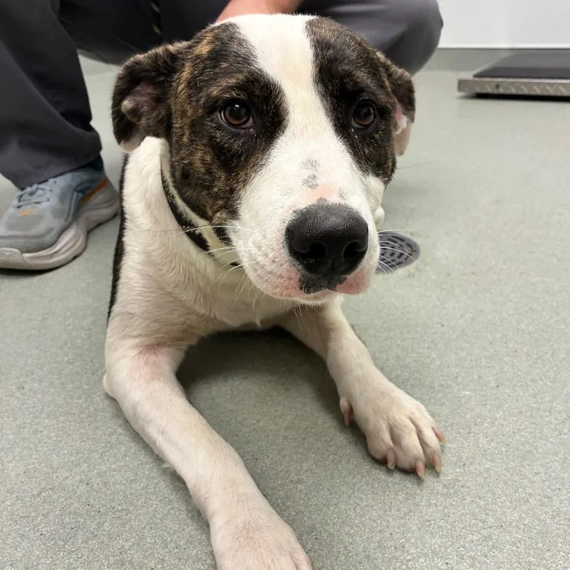 A young medium-sized female White / Cream Mixed Breed dog named Blessing for adoption in Abilene, TX