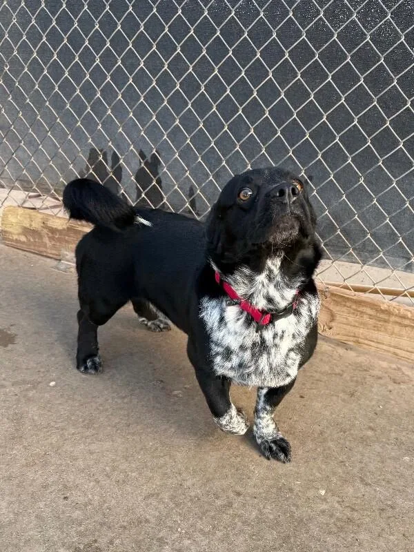 An adult medium-sized male Yellow / Tan / Blond / Fawn Mixed Breed dog named Mo for adoption in Hobbs, NM
