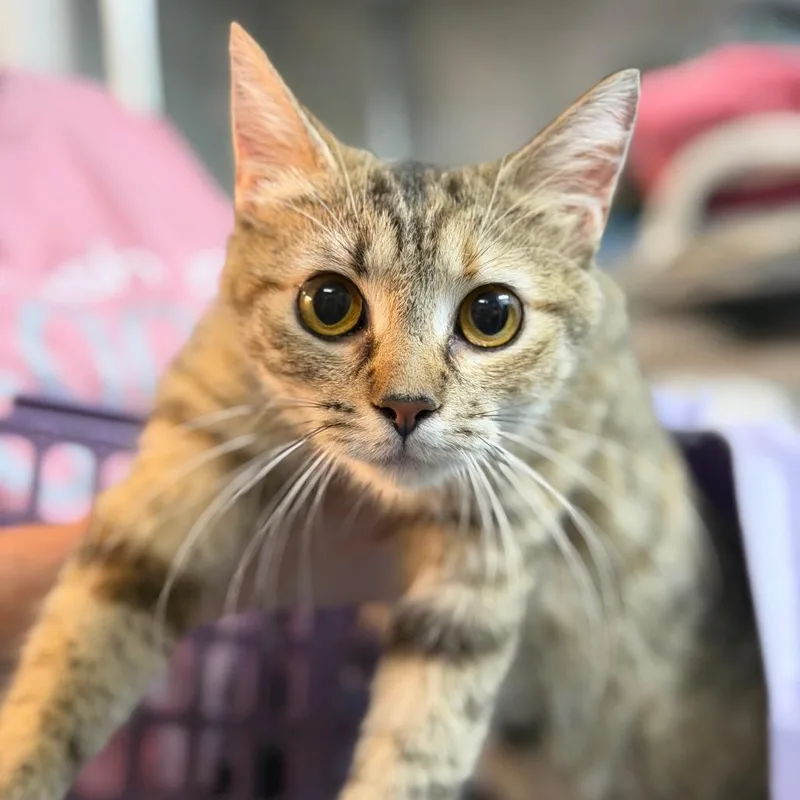 An adult medium-sized female Brown / Chocolate Domestic Short Hair cat named Goblin for adoption in Brownsboro, AL