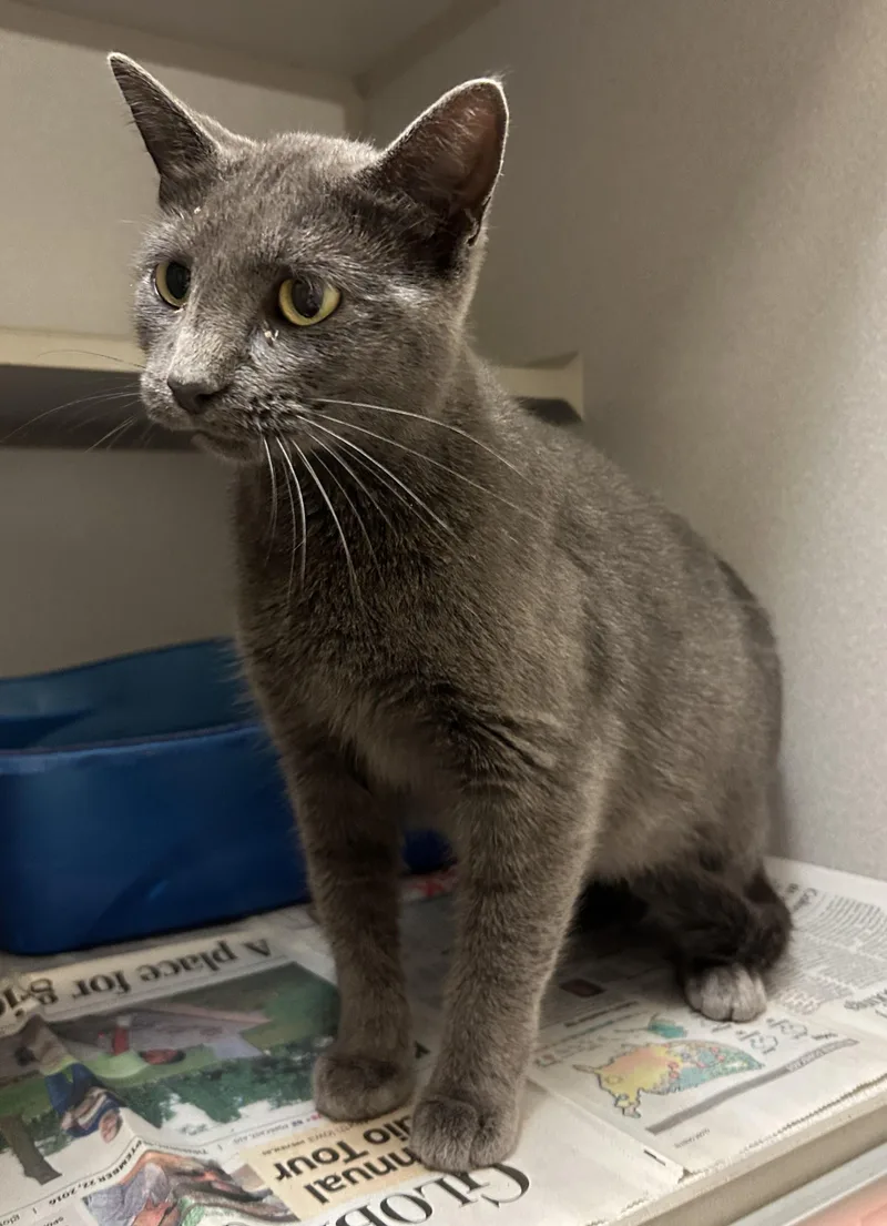 An adult medium-sized female Gray / Blue / Silver Domestic Short Hair cat named Freesia for adoption in Mason City, IA