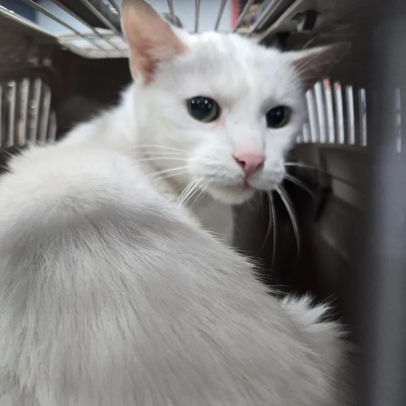A young small-sized female White Domestic Short Hair cat named Angel for adoption in Newark, NJ