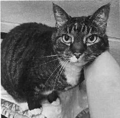 A senior medium-sized female Domestic Short Hair cat named Audrey for adoption in Pittsboro, NC