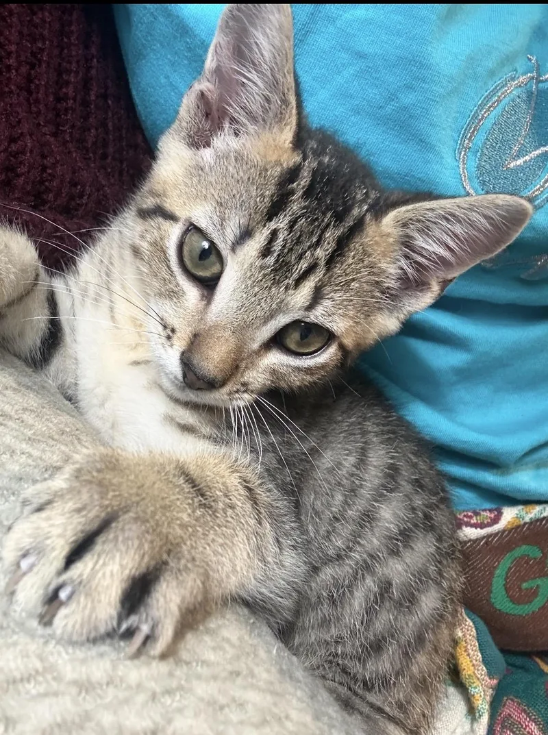 A baby medium-sized female Gray & White Domestic Short Hair cat named Gerber Daisy for adoption in Kannapolis, NC