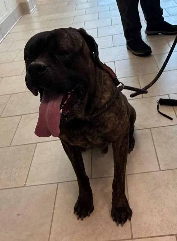 An adult large-sized male Cane Corso dog named Smalz for adoption in Disputanta, VA