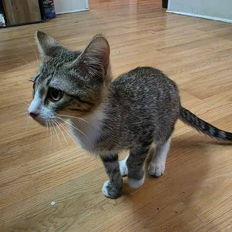 A baby small-sized male Gray / Blue / Silver Domestic Short Hair cat named Tres for adoption in Grantsville, UT