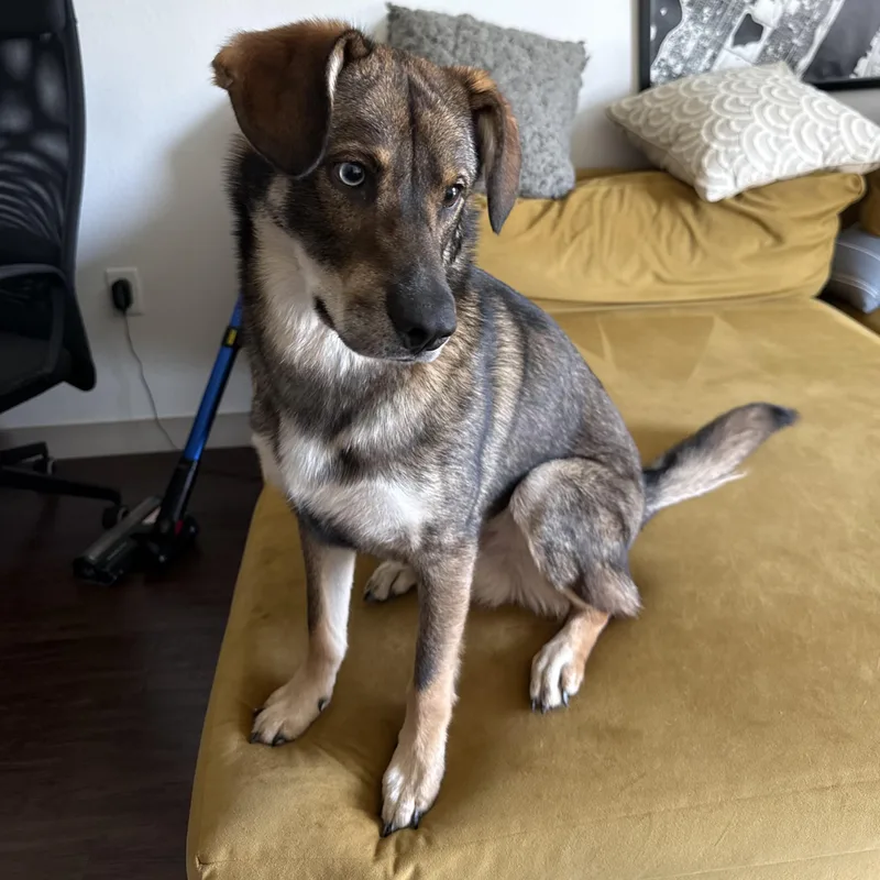 A young medium-sized male Bicolor Shepherd dog named Bailey for adoption in SAN ANGELO, TX