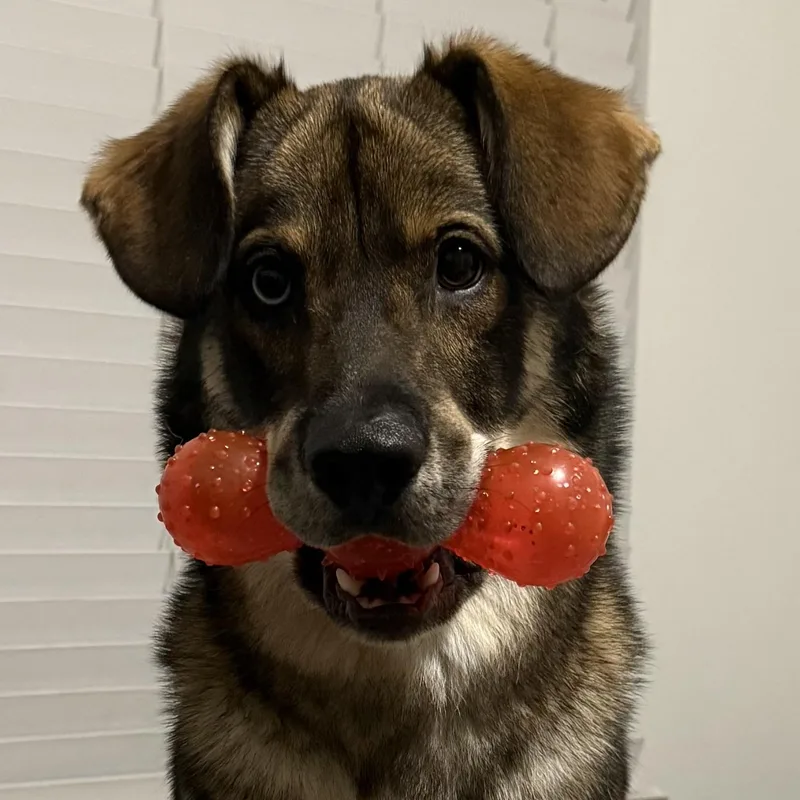 Bailey thumbnail 2