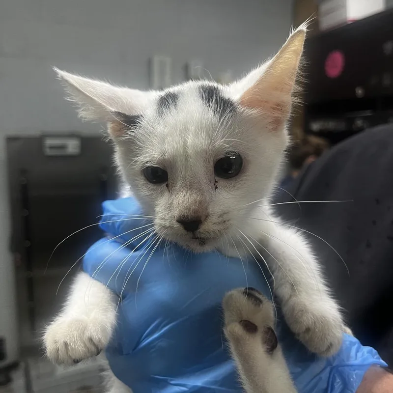 A baby small-sized male White Domestic Short Hair cat named Smoky for adoption in Summerville, SC