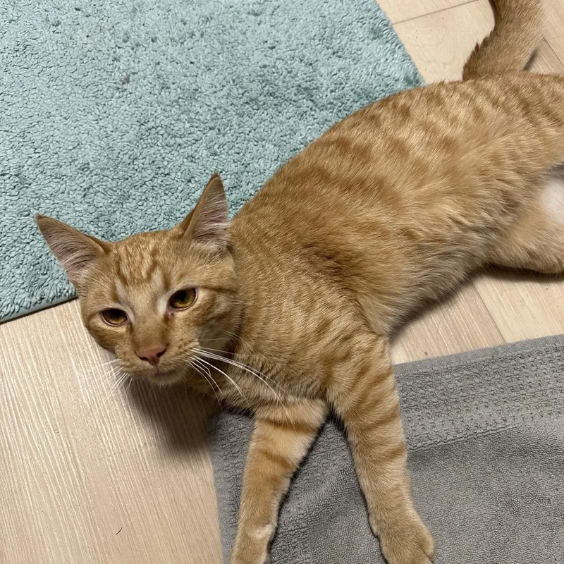 A young small-sized male Orange / Red American Shorthair cat named Found NE Rochester for adoption in Rochester, MN
