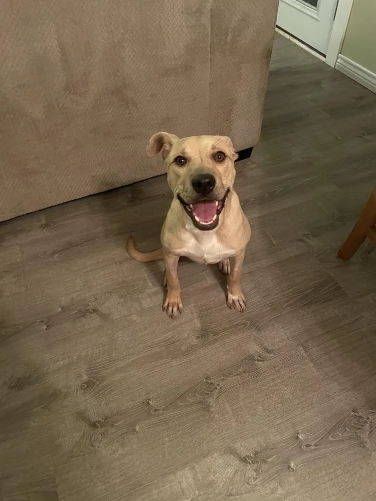 A baby medium-sized female Black Mouth Cur dog named Flo A for adoption in Silsbee, TX