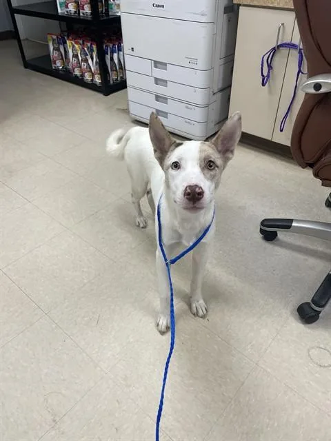 A young small-sized female Australian Shepherd dog named Whisp for adoption in Killeen, TX