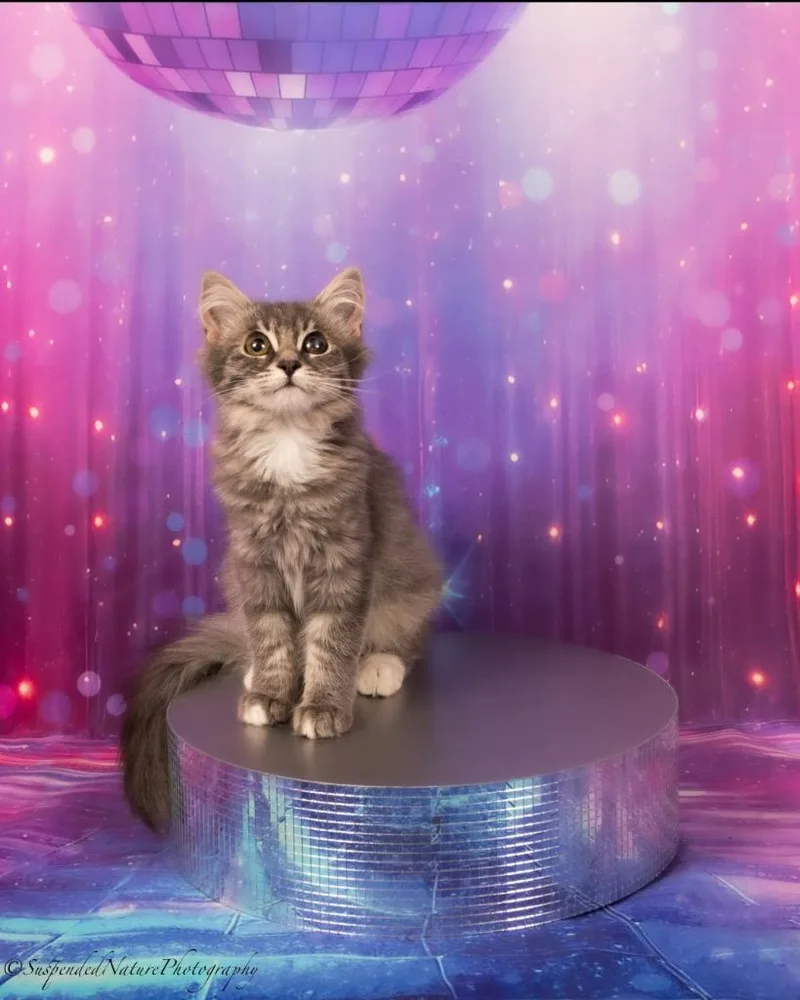 A baby small-sized female Domestic Long Hair cat named Dolly for adoption in San Jacinto, CA