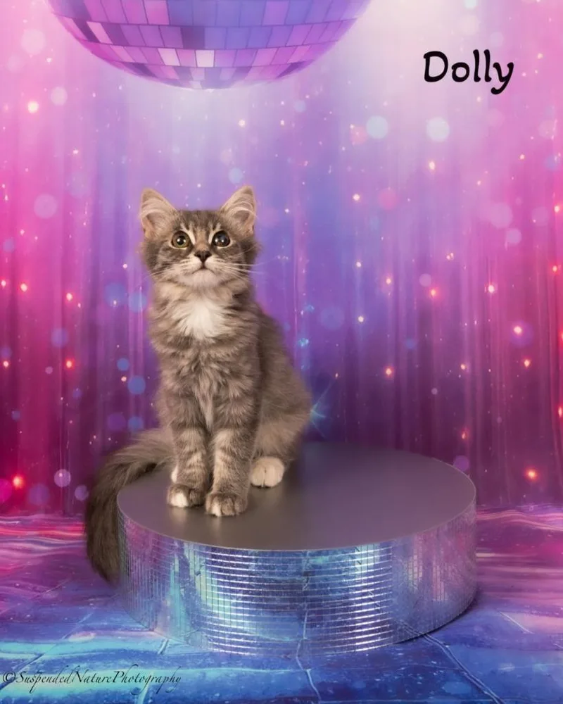 Dolly thumbnail 4