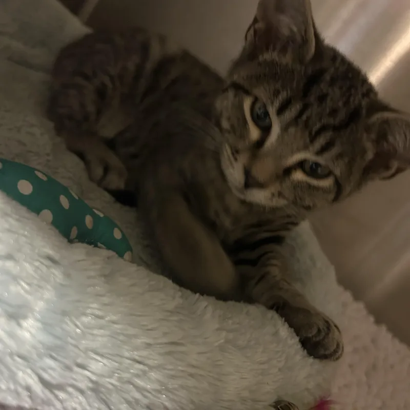 A baby medium-sized male Tabby (Gray / Blue / Silver) Domestic Short Hair cat named Pinto for adoption in Charleston, SC