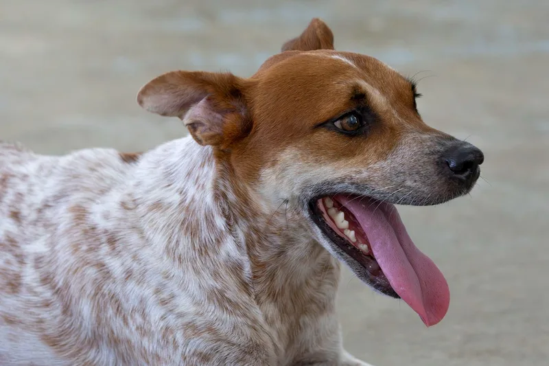 An adult medium-sized male American Bully dog named Manchas for adoption in Fajardo, PR