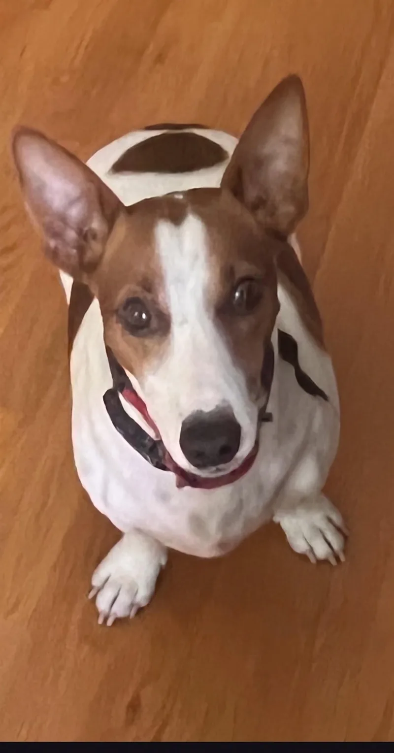 Baxter thumbnail 3