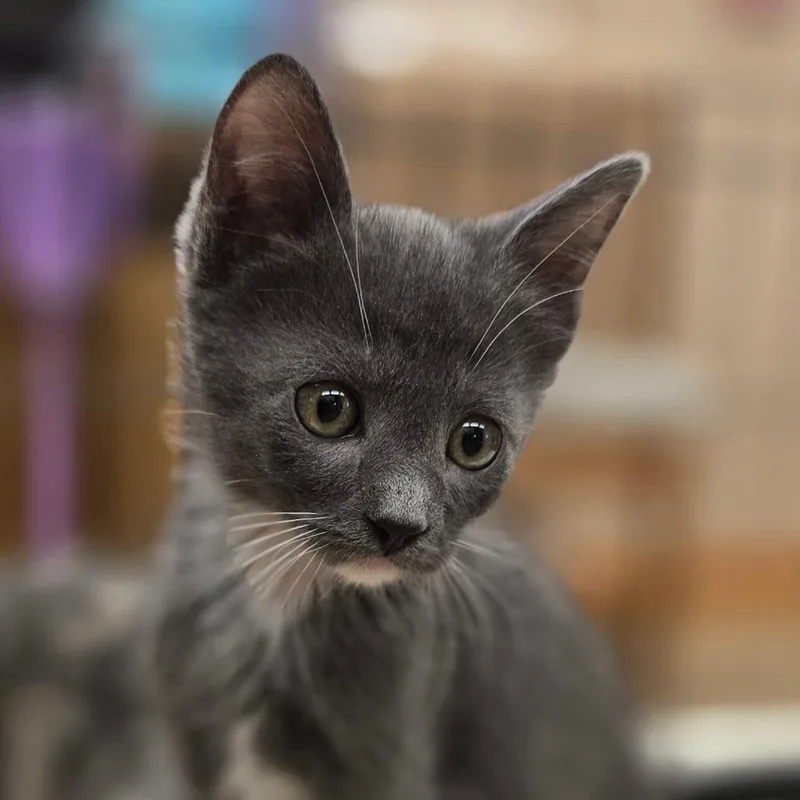 A baby small-sized male Gray / Blue / Silver Domestic Short Hair cat named Honda for adoption in Wickenburg, AZ