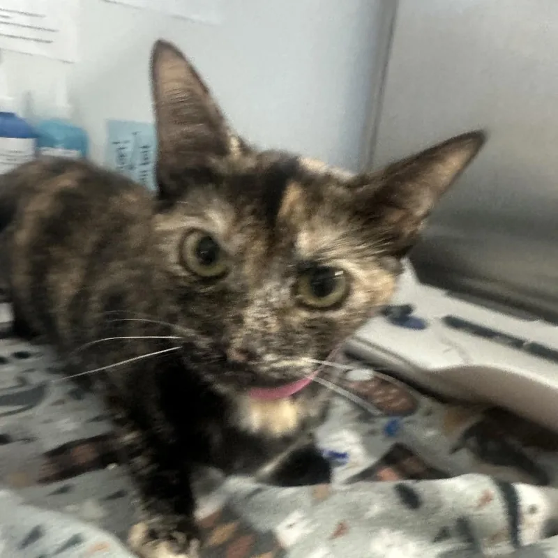A young medium-sized female Black Domestic Short Hair cat named Pebbles for adoption in Lakeland, FL