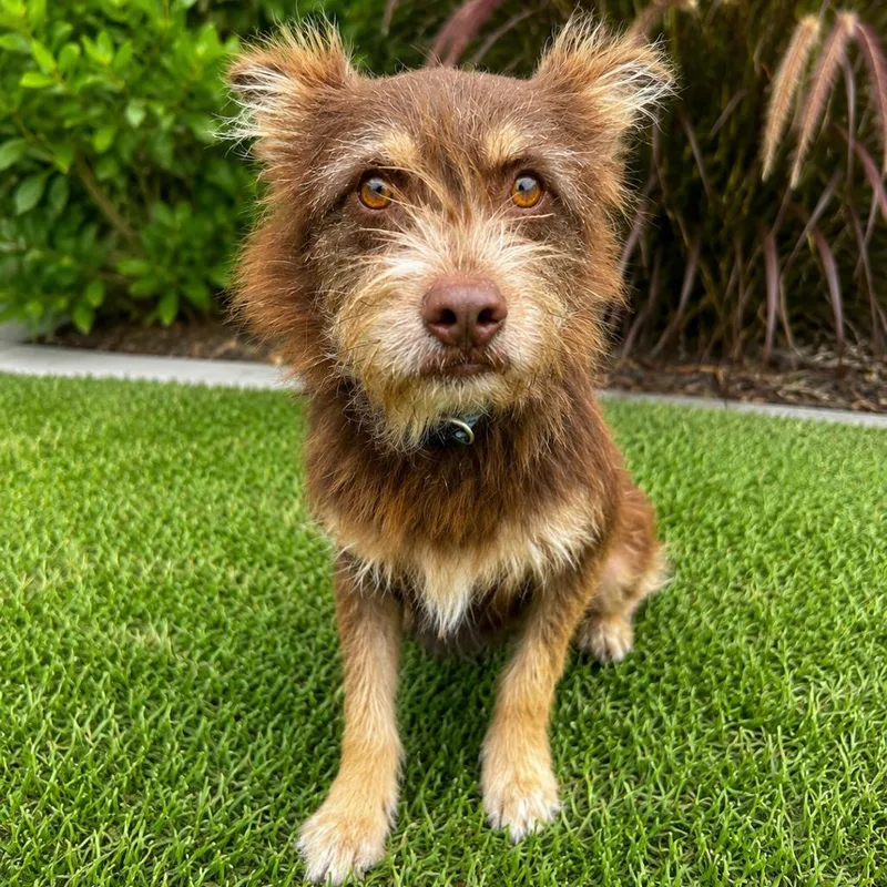 An adult medium-sized male Brown / Chocolate Terrier dog named Copperfield for adoption in Westminster, CA
