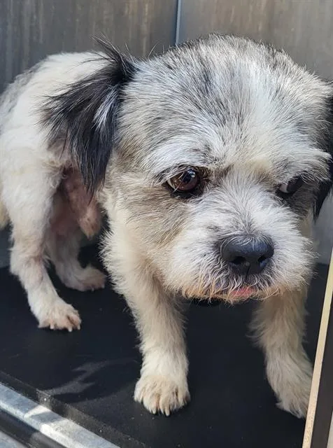 An adult small-sized male Shih Tzu dog named Oreo for adoption in San Antonio, TX